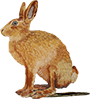 Hase Logo